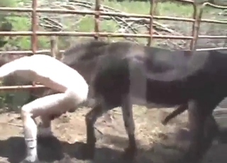 Creepy fuck scene with a DONKEY gaping ass