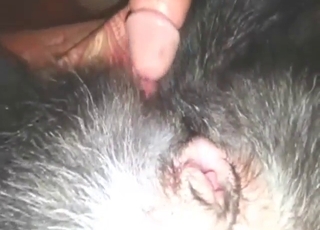 Guy with a nice boner fucking a dog's tight hole
