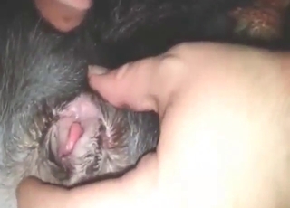 一个男人勃起得很厉害，正在操一条狗的紧致小穴。