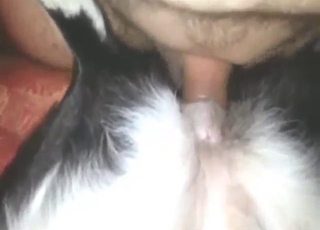 Chlap s peknou erekciou jebá psiu úzku dierku