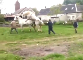 Animal gets wildly fucked in a kinky porn movie