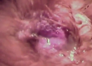 Huge creampie surprise for a sexy animal