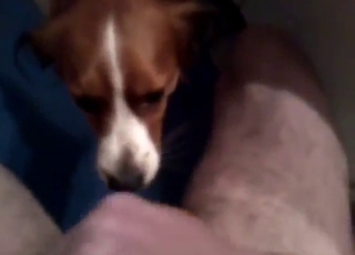 Stunning animal is going to be used by his dick