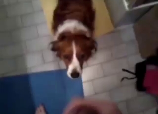 Stunning animal is going to be used by his dick