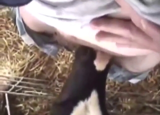 Cow's blowjob is going to keep him so happy