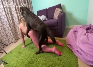 Doggystyle bestiality porn with a leggy bitch