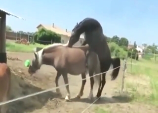 Horse featured in a hot porn movie outdoors