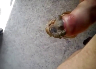 Zoo porn shows snails making his dick happy