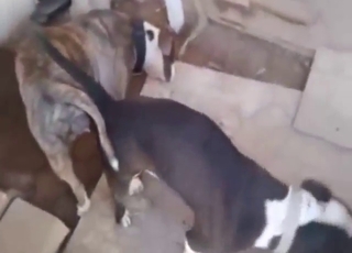 Hard doggystyle sex with a hot Pitbull slut