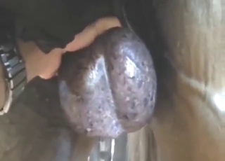 Balls showcase goes along well with zoo fucking