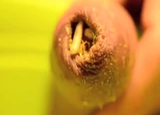 Even zoo sex can get pretty nauseating with maggots