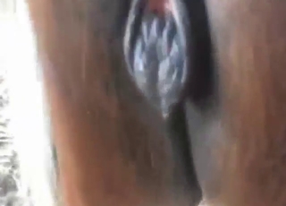 Imádnivaló kanca mutatja ma a szuper nedves hüvelyét