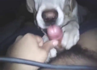 Sexy animal takes a lick and enjoys his dick