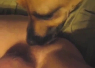 Zoo sex with a dog that licks his penis in POV