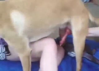 ज़ूफ़ाइल पत्नी को चारों पैरों पर चोदा जाएगा