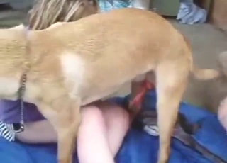 Zoofíl feleségét négykézláb fogják megdugni