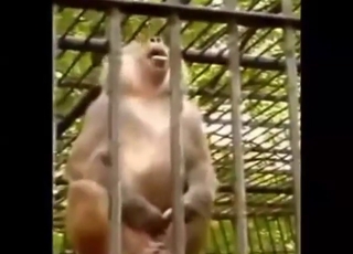 Every monkey is horny in this messy compilation