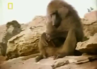 Every monkey is horny in this messy compilation