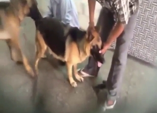 犬対犬、2匹の興奮した動物とファック