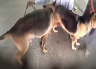 Dog vs dog fucking with two horny animals