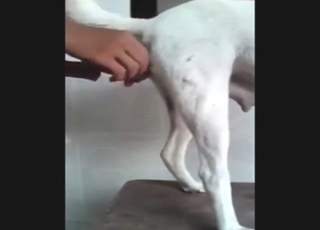 White animal is going to get fucked by Latin dick