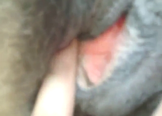 Hot banging session with a guy who loves dog D