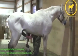 White animal shows its nice boner big time