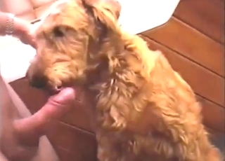 Dog wants to show how well it licks a guy's cock