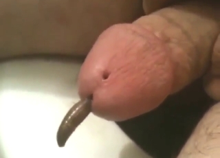 Penis