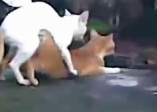 White cat fucks another cat with great passion