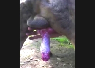 Penis