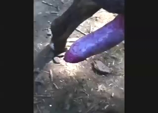 Penis