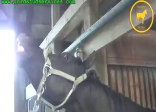 Kinky-looking horse showing its nice penis