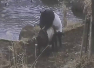 Clean tapir pussy getting fucked by another
