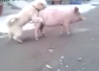 Dog fucks a pig and it looks awesome to see