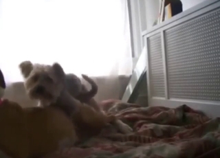 Fit Pitbull fucking another dog with real zeal