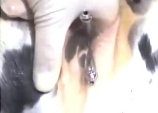 Zoo XXX movie with cows and pissing action