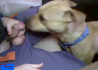 Bestiality sex shows him sticking his dick in dog