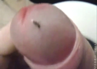 Ant-themed zoophile porn with nice orgasms