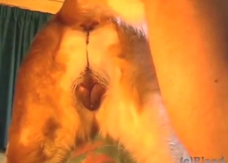 Misionářský zoo sex s nadrženým chlapem
