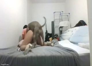 Cô gái cong lưng khi bị địt một cách ngớ ngẩn