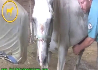 White stallion is going to enjoy this clinical HJ