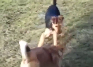 Outdoor bestiality sex does not involve humans