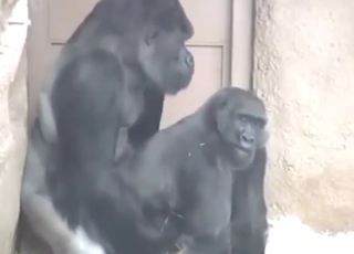 Gorilla vs multiple women in a hot porn video