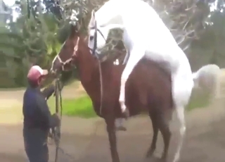 Brown mare shows how she takes horse dick