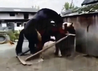 Outdoor horse fucking with lots of orgasms