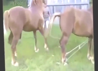 Brown stallion banging with beasts, compilation