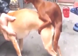 棕色种马与野兽交配合集