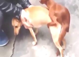 Brown stallion banging with beasts, compilation