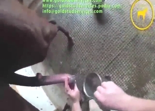 Brown stallion showing what it can show here